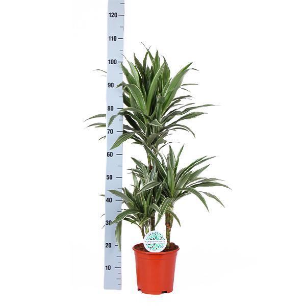 Dracaena Warneckii Ø21cm - ↕65cm in Vibes WIT pot