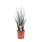 Ø19cm - ↕80cm