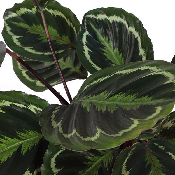 Calathea Medaillon Ø21cm - ↕70cm in Boule OLIJF pot