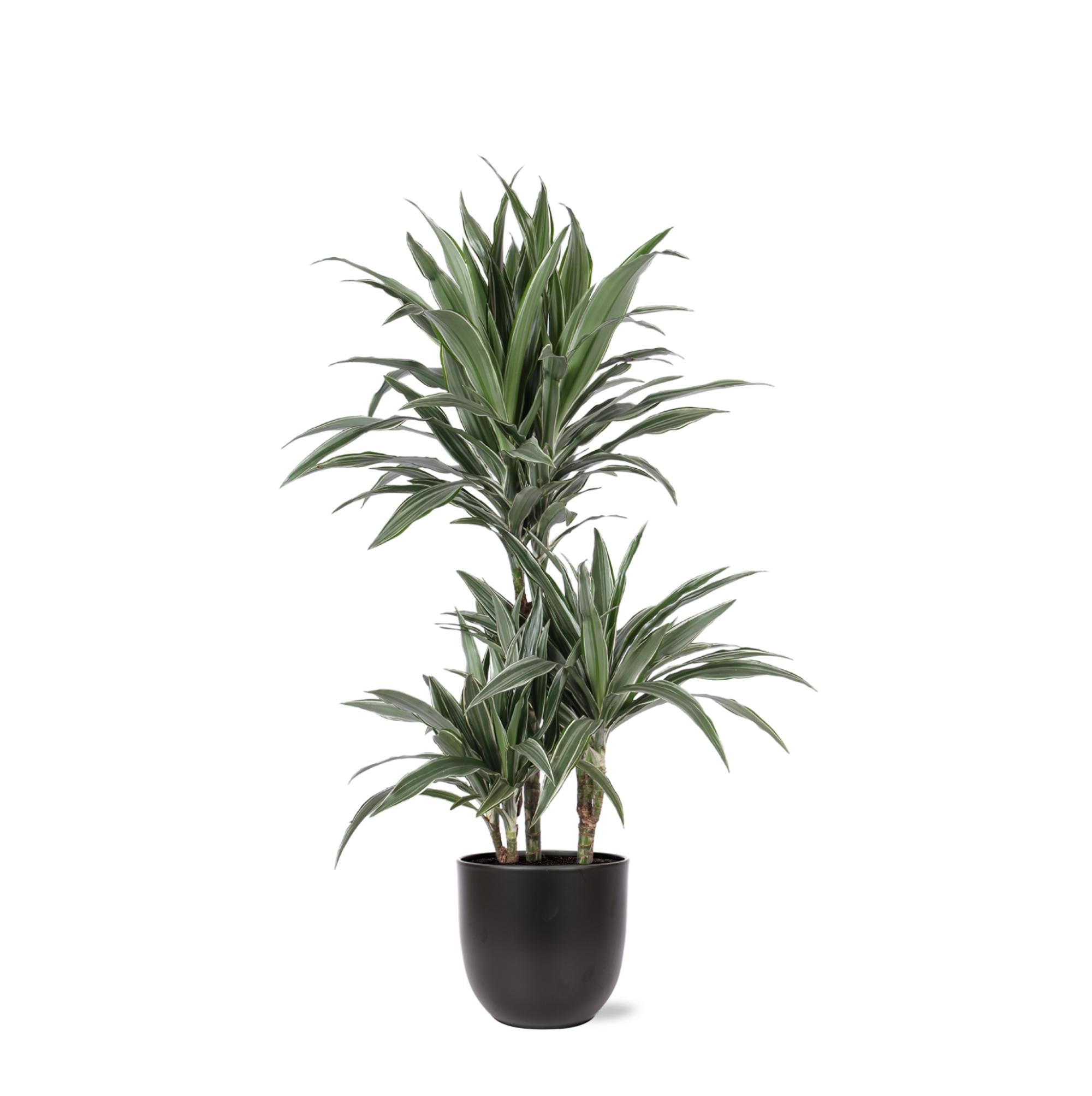 Dracaena Warneckii Ø21cm - ↕65cm in Boule ANTRACIET pot