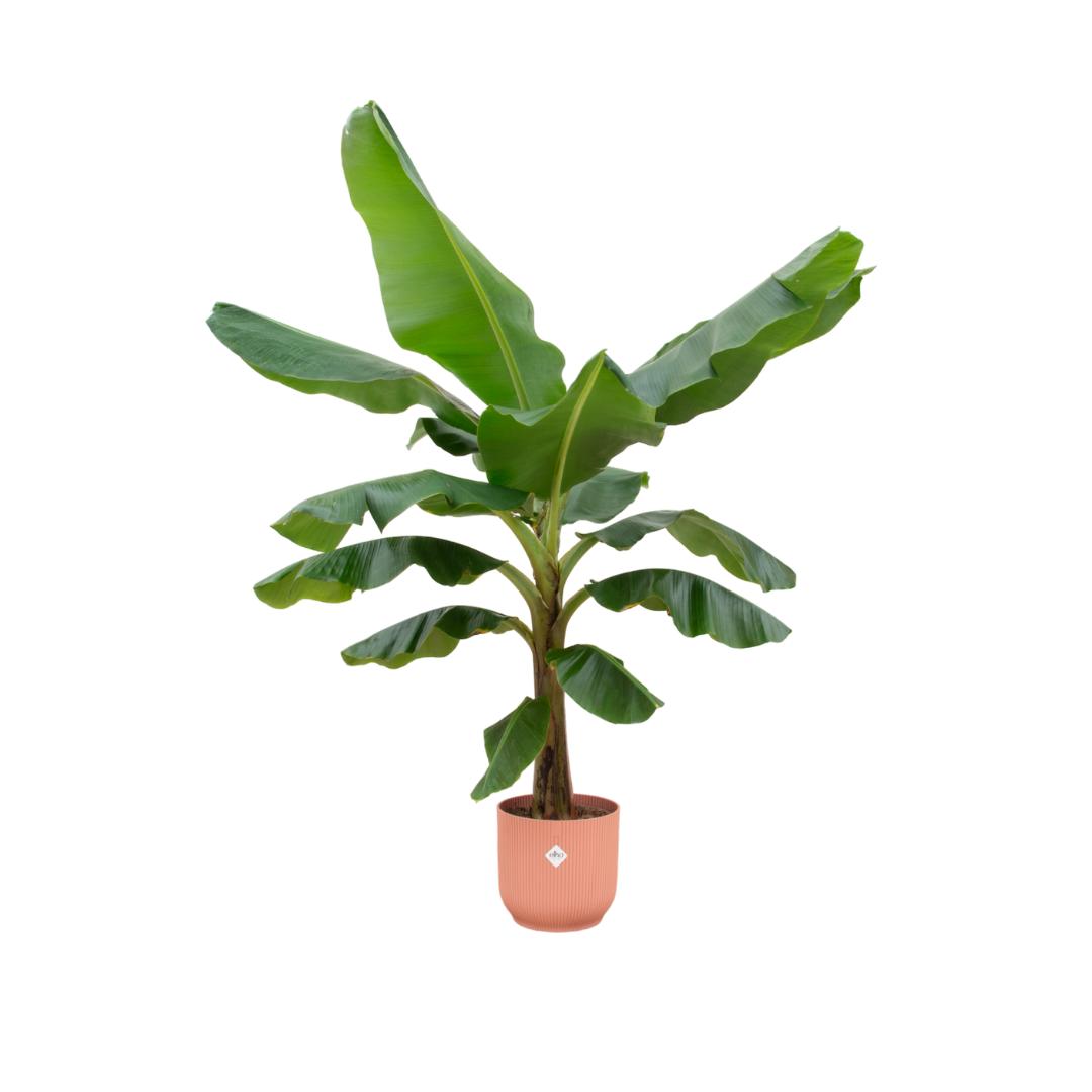 Combi deal - Bananenplant (Musa) inclusief elho Vibes Fold Round roze Ø30 - 180 cm