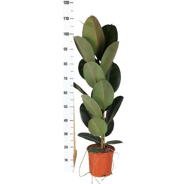 Ficus Elastica Robusta - Ø21cm - ↕90cm in Boule ANTRACIET pot