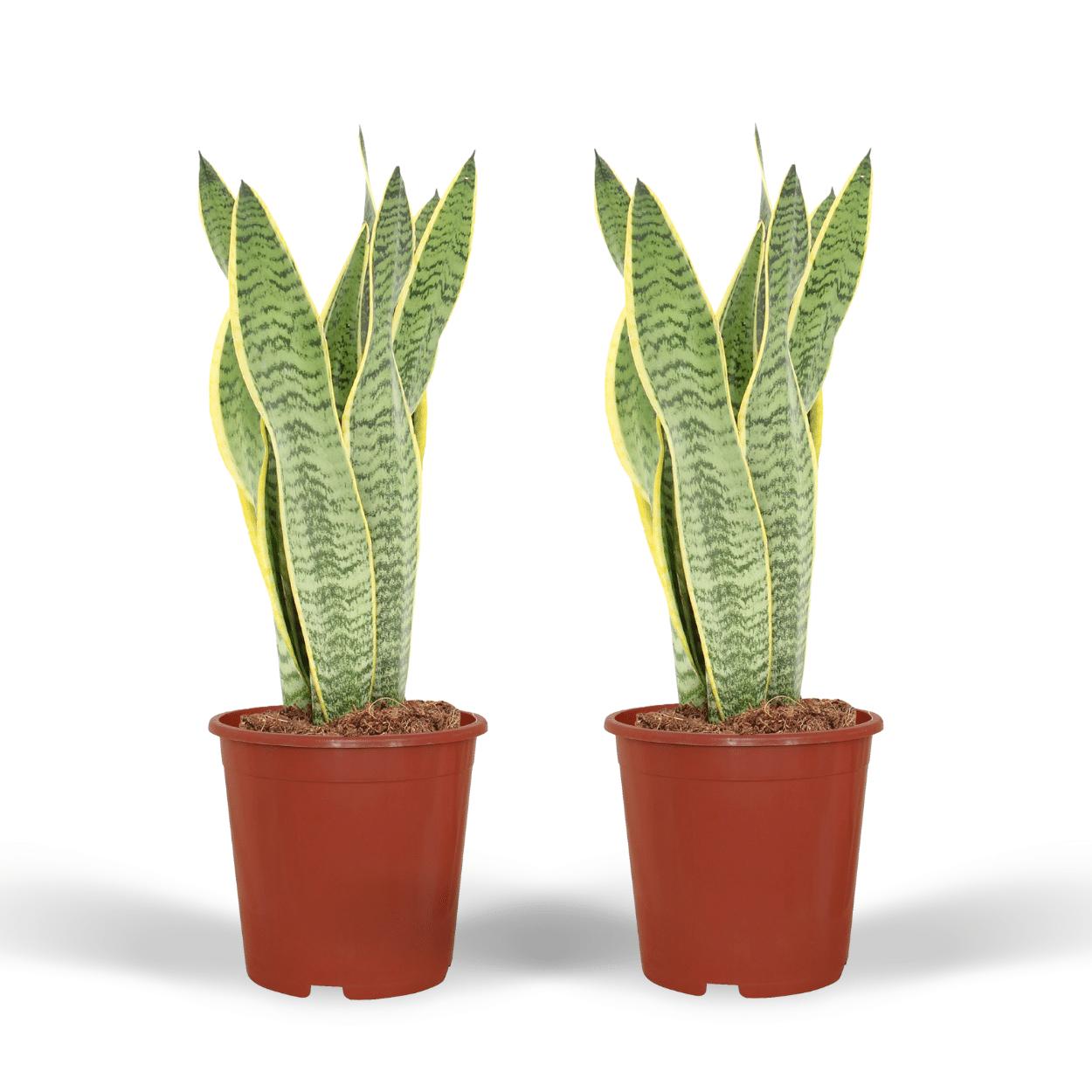 2x Sansevieria Laurentii - Vrouwentong - 40cm - ø14