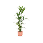 Combi deal - Kentia palm inclusief elho Vibes Fold Round roze Ø30 - 160 cm