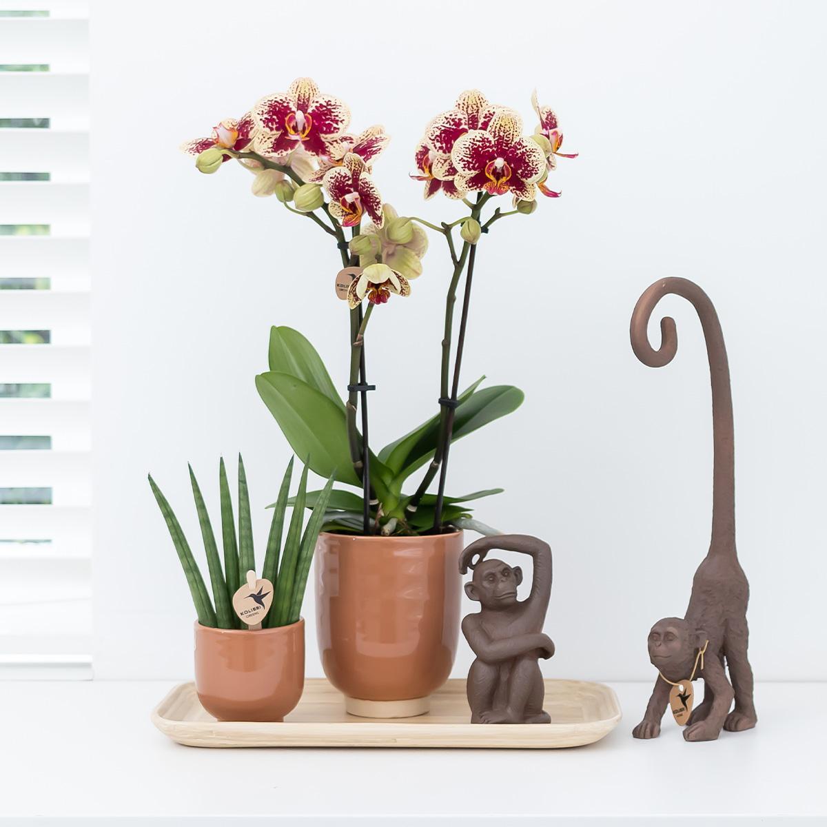 Kolibri Orchids | Plantenset Colonial green congnac small| Groene planten met Phalaenopsis orchidee in Colonial green cognac sierpotten en bamboe dienblad