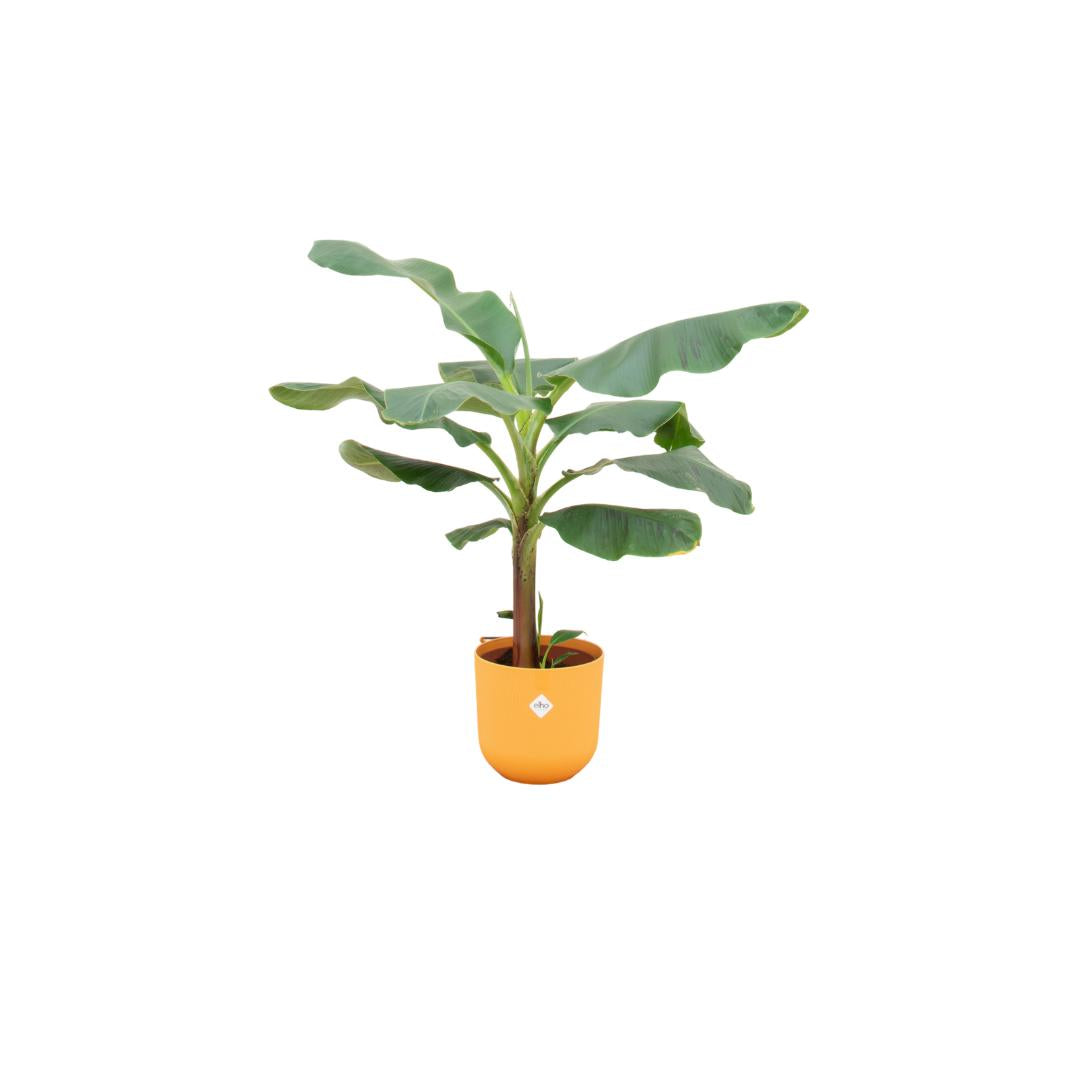Combi deal - Bananenplant (Musa) inclusief elho Jazz Round geel Ø23 - 120 cm