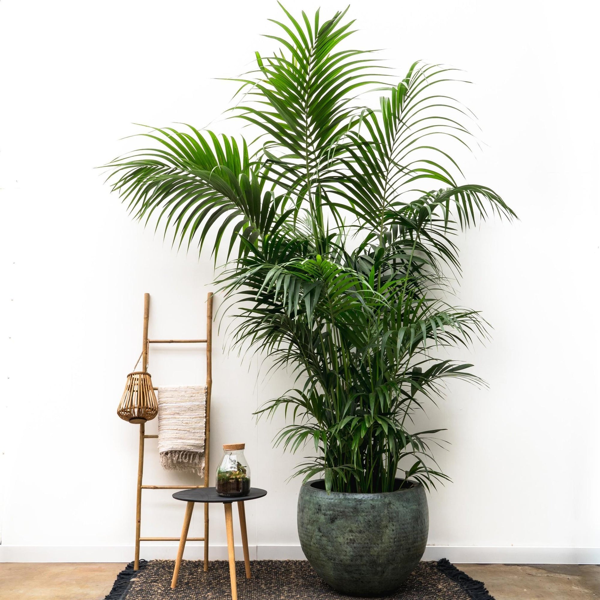 Kentia Palm XXL - 300cm - ø50