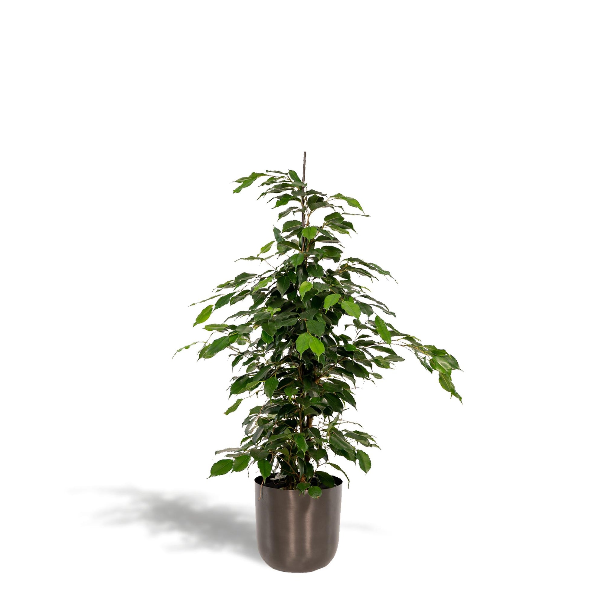 Ficus benjamina Danielle - ↨95cm - Ø21cm + Pot Mayk Lead