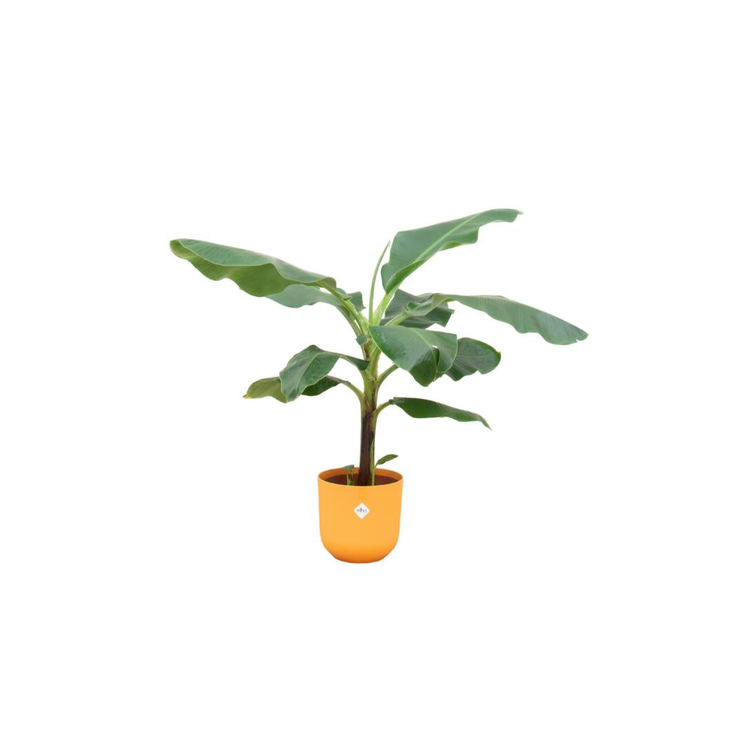 Combi deal - Bananenplant (Musa) inclusief elho Jazz Round geel Ø23 - 100 cm