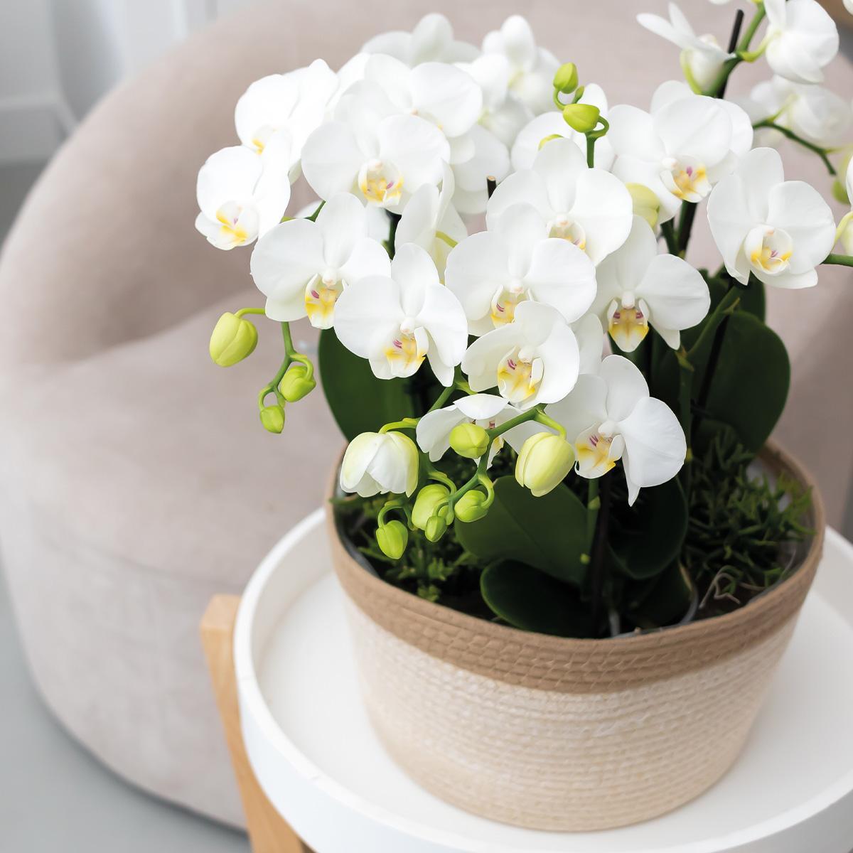 Kolibri Orchids | witte orchideeënset in Reed Basket incl. waterreservoir | drie witte orchideeën Ghent 12cm | Mono Bouquet wit met zelfvoorzienend waterreservoir.