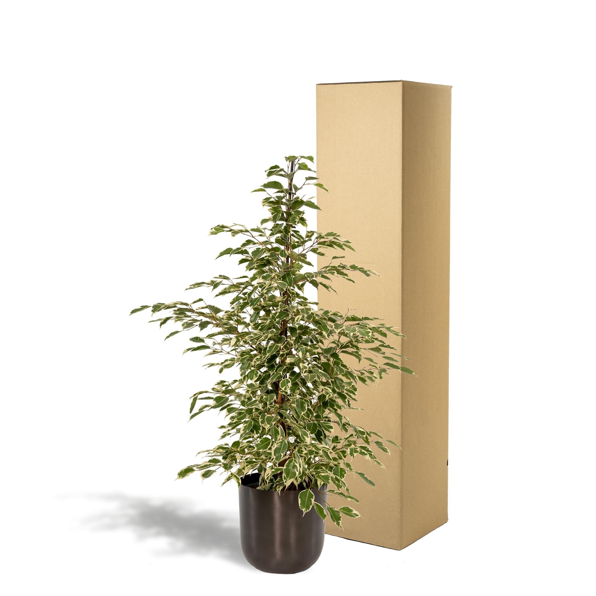 Ficus benjamina Twilight - ↨95cm - Ø21cm + Pot Mayk Lead