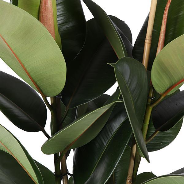 Ficus Elastica Robusta Ø24cm - ↕110cm in Boule WIT pot