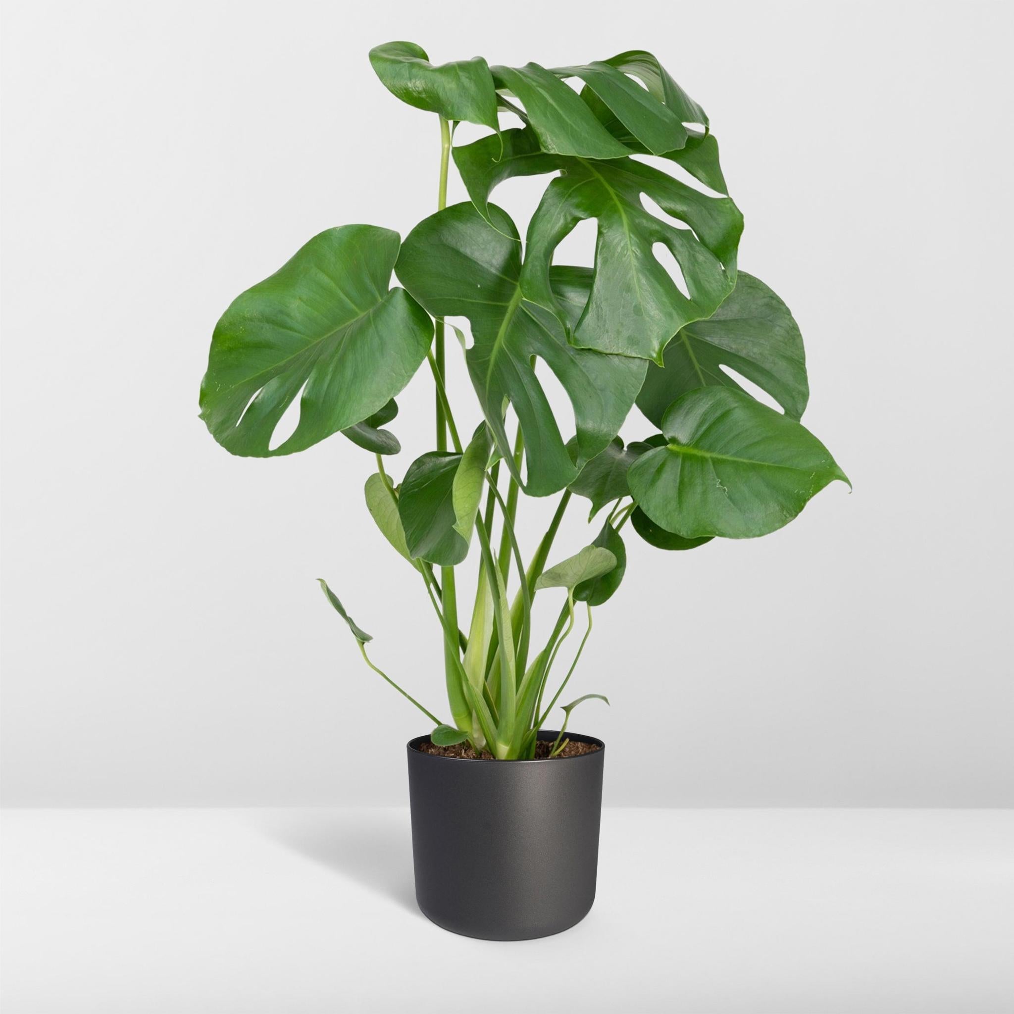 Monstera Deliciosa - Gatenplant - 55cm - Ø17