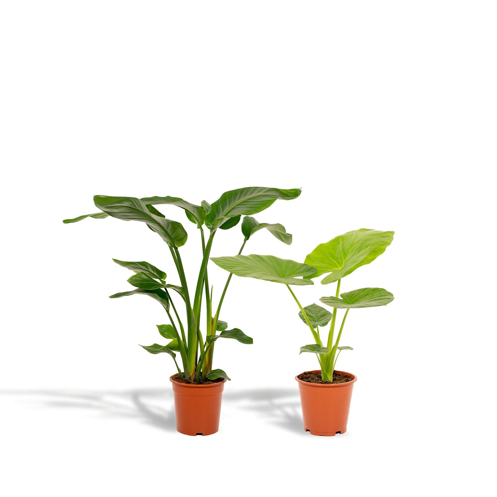 Strelitzia Nicolai - ↨85cm - Ø19cm + Alocasia Macrorrhiza - ↨70cm - Ø19cm