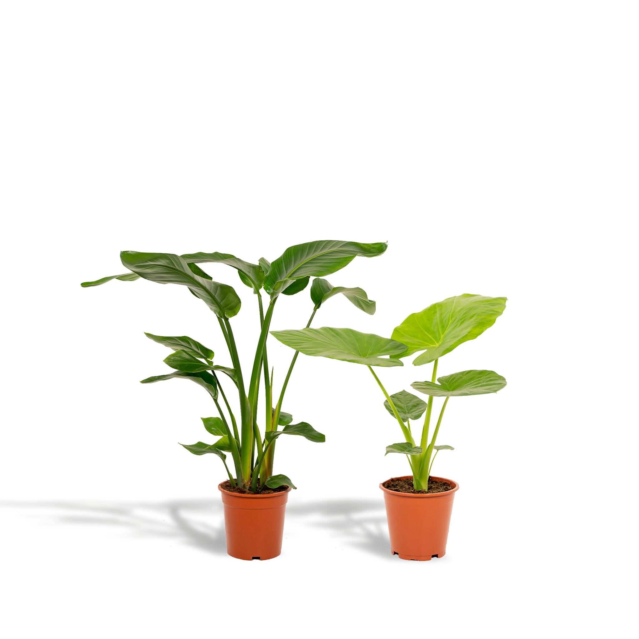 Strelitzia Nicolai - ↨85cm - Ø19cm + Alocasia Macrorrhiza - ↨70cm - Ø19cm