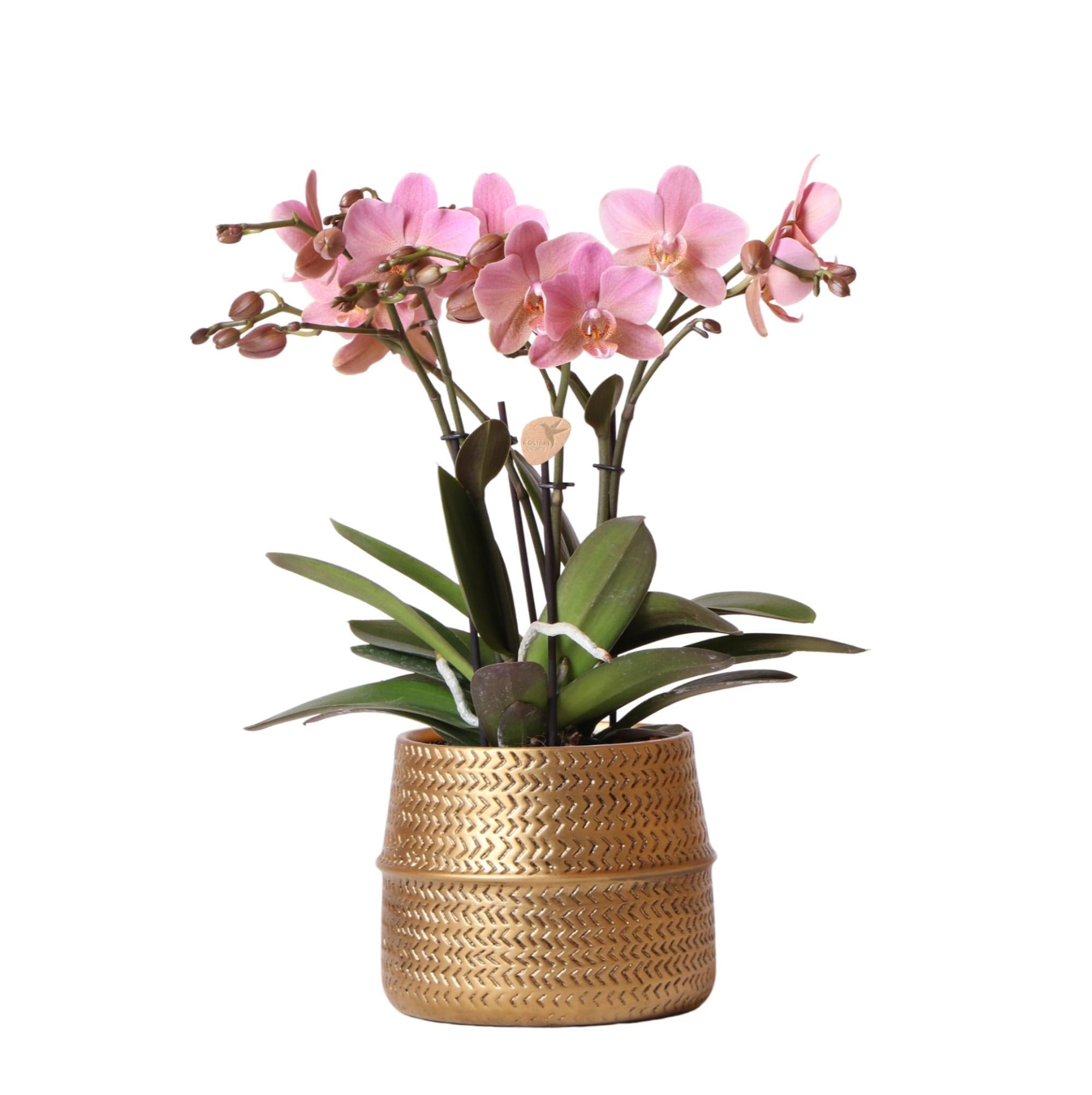 Kolibri Orchids | Roze Phalaenopsis orchidee – Treviso in Groove pot goud – potmaat Ø12cm – 35cm hoog | bloeiende kamerplant in bloempot - vers van de kweker