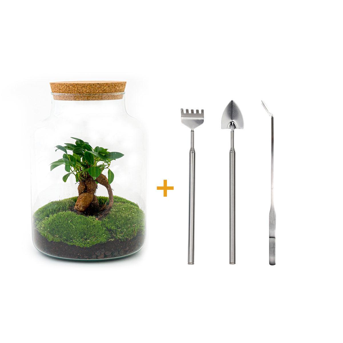 DIY terrarium - Milky met bonsai - ↑ 30 cm + Rake + Shovel + Tweezer