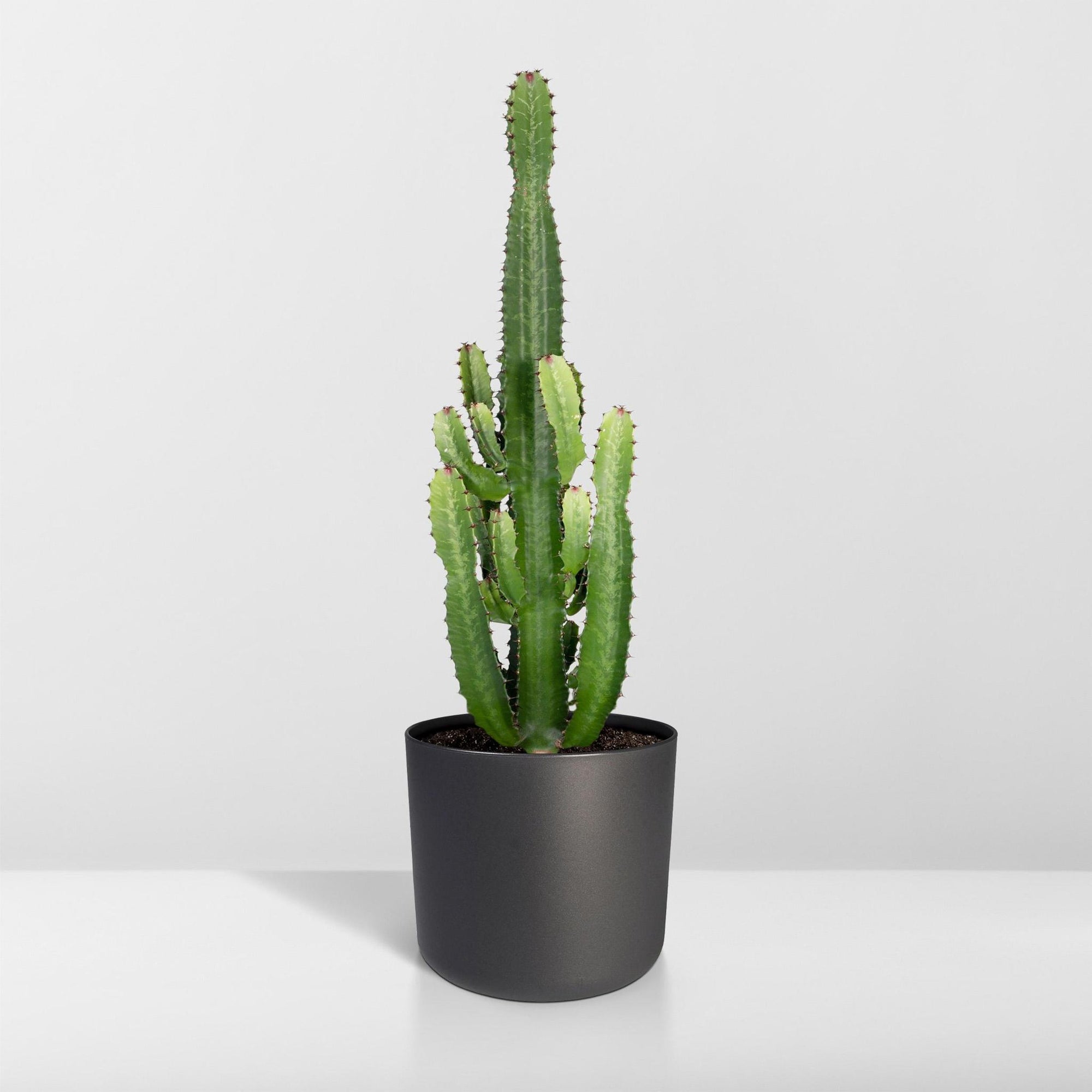 Euphorbia Inges Acruensis - Cactus - 90cm - Ø24