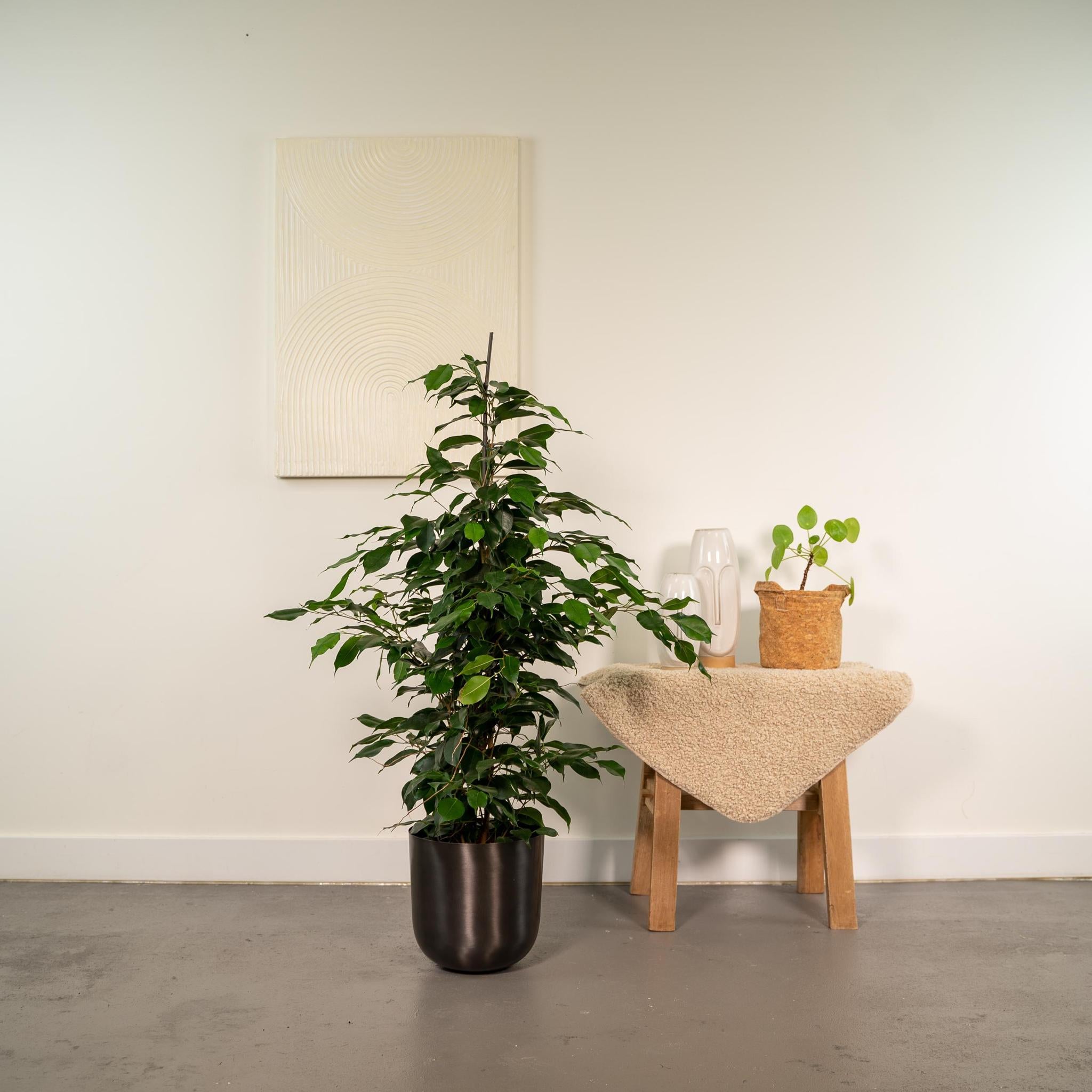 Ficus benjamina Danielle - ↨95cm - Ø21cm + Pot Mayk Lead