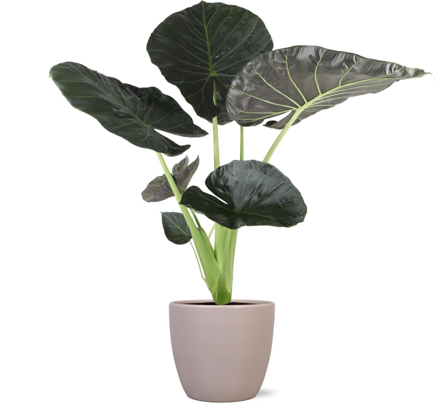 Alocasia Regal Shield Ø21cm - ↕100cm in Boule TAUPE pot