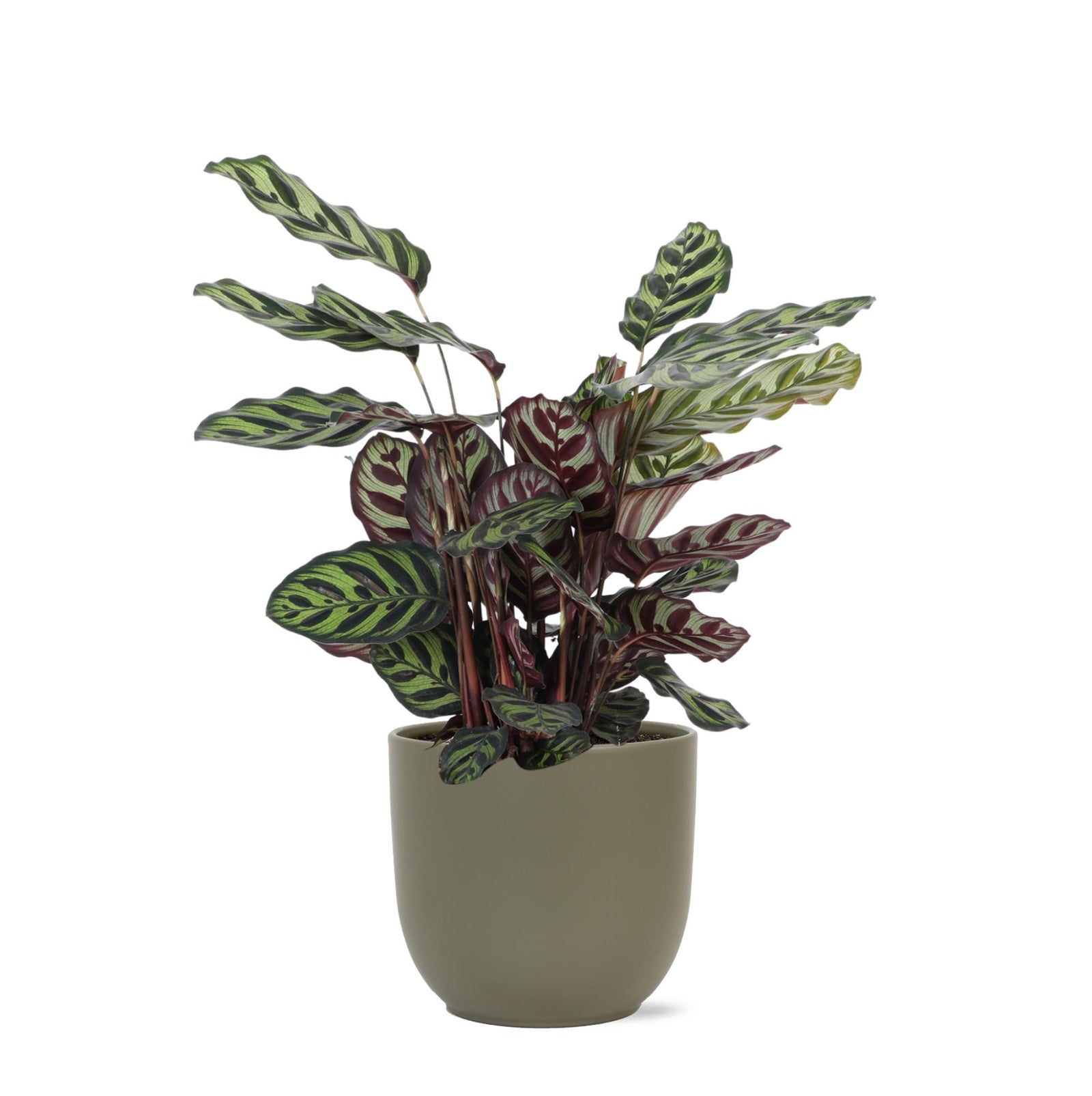 Calathea Makoyana Ø21cm - ↕70cm in Boule OLIJF pot