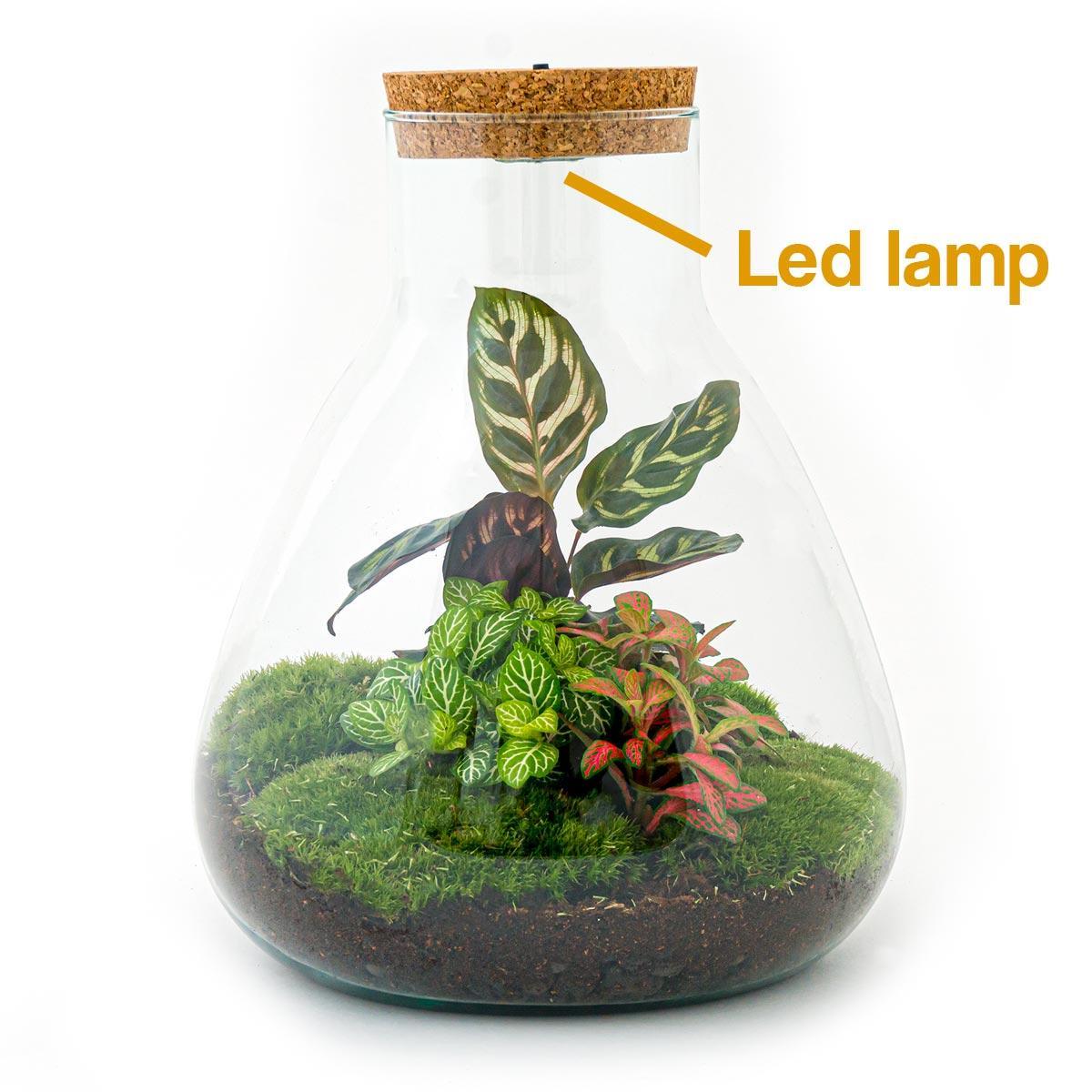 DIY terrarium - Sam Calathea with Light - ↑ 30 cm + Rake + Shovel