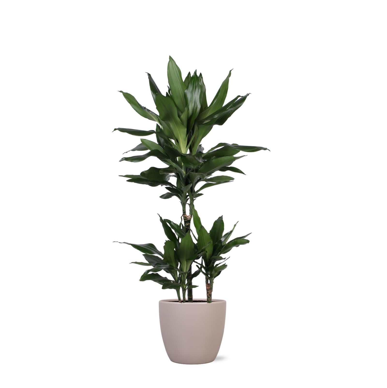 Dracaena Janet Lind Ø21cm - ↕90cm in Boule TAUPE pot