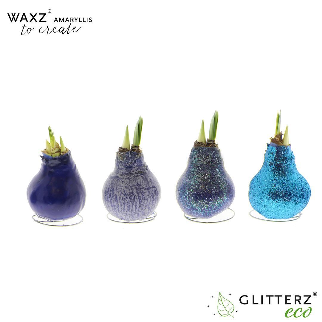 Amaryllis Waxz To Create Blue - 4 stuks - Ø7 cm - ↕15 cm