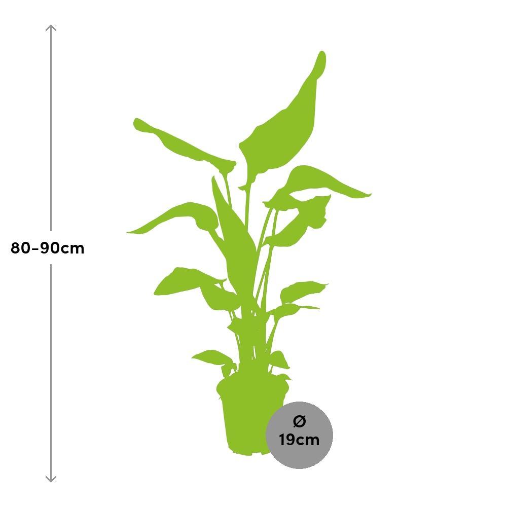 Ø19cm - ↕90cm