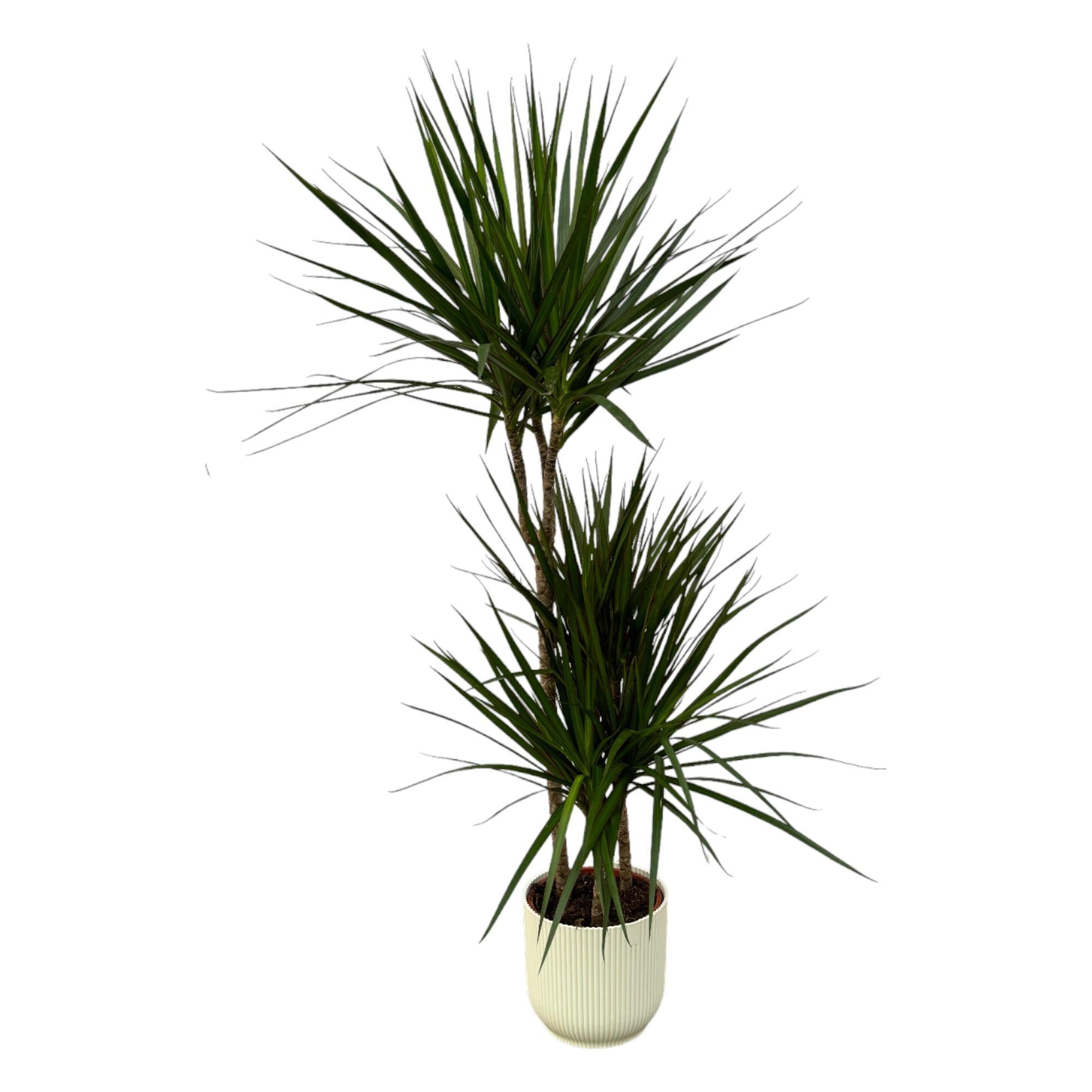 Dracaena Marginata - ↨120cm - Ø21cm inclusief elho Vibes Fold Round wit D22xH20