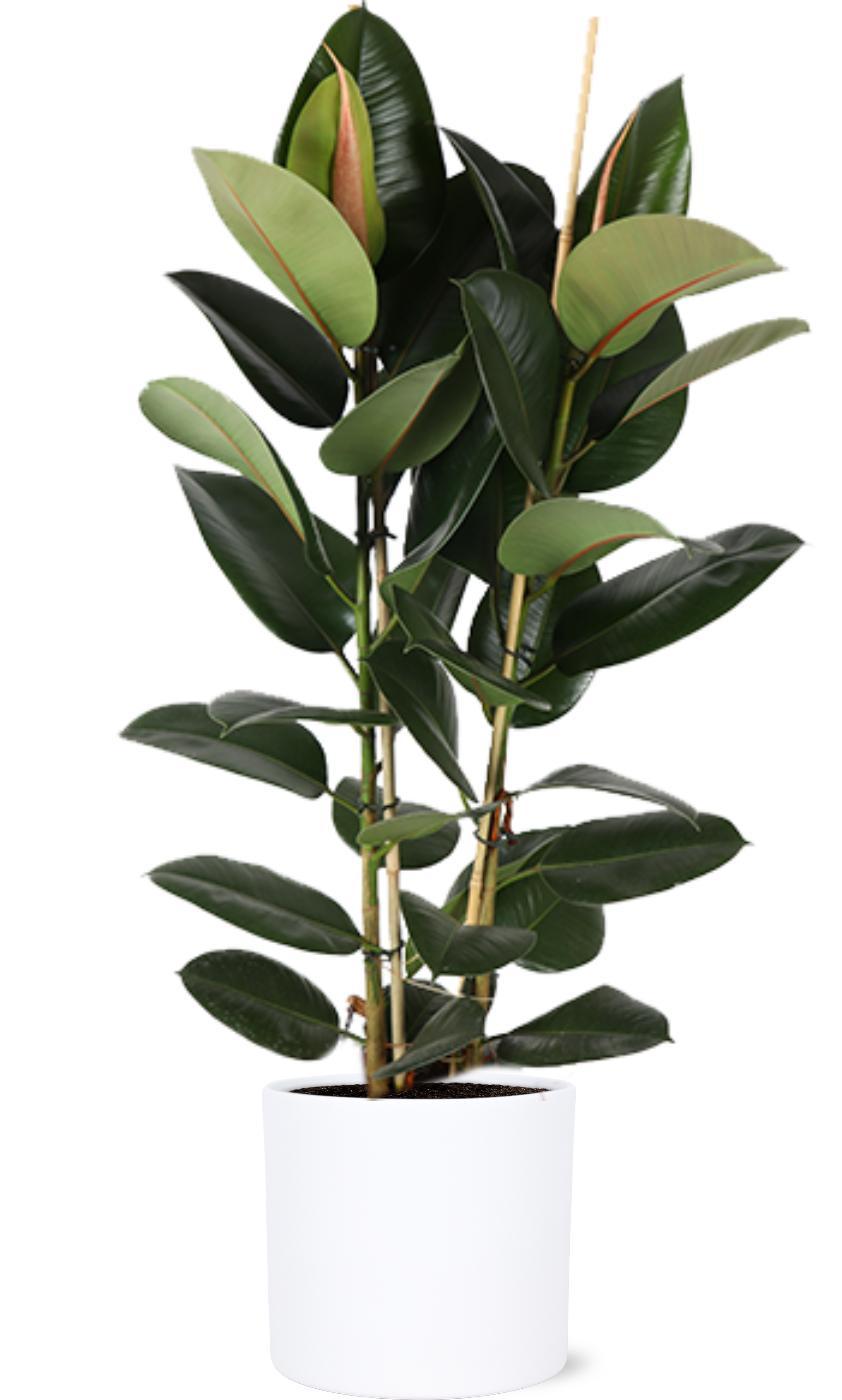 Ficus Elastica Robusta Ø24cm - ↕110cm in Era WIT pot