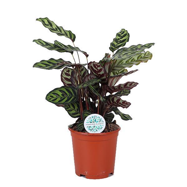 Calathea Makoyana Ø21cm - ↕70cm