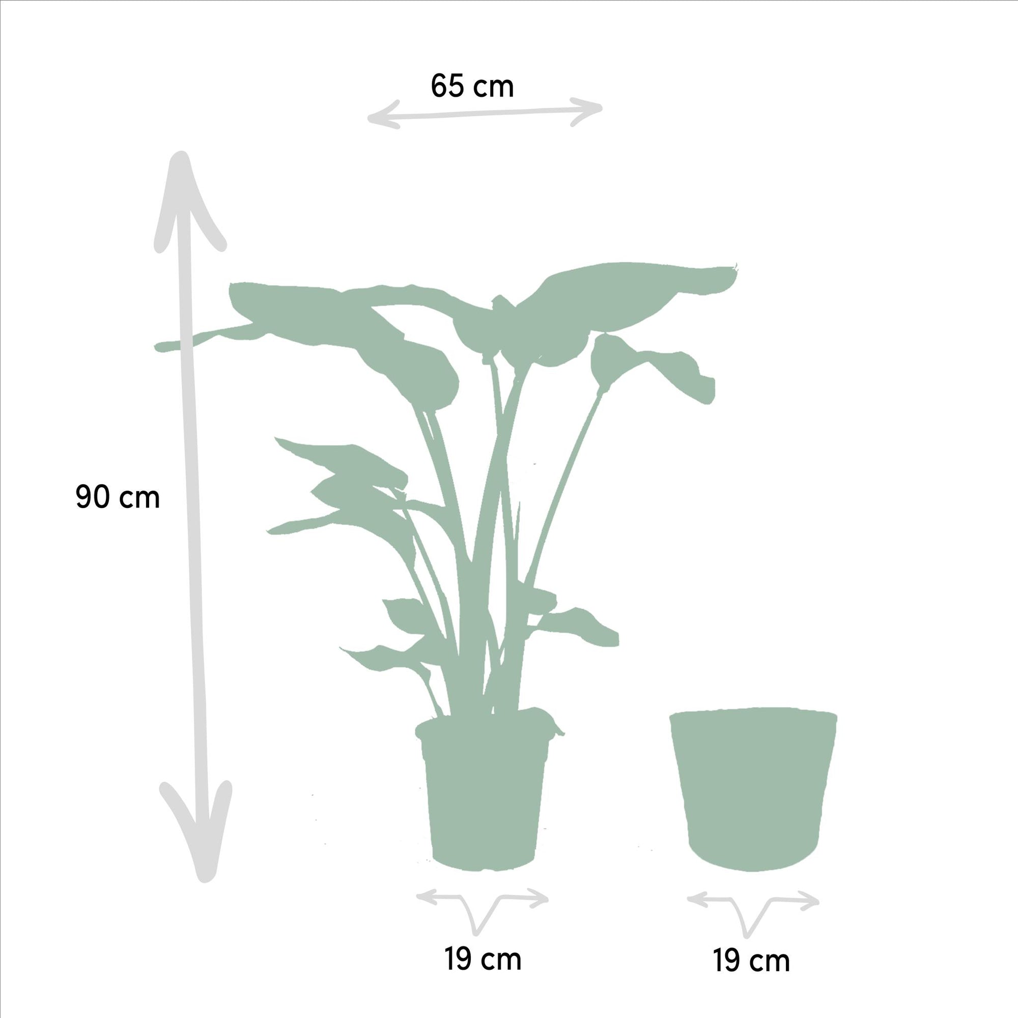 Strelitzia Nicolai - ↨90cm - Ø19cm + Mand Selin