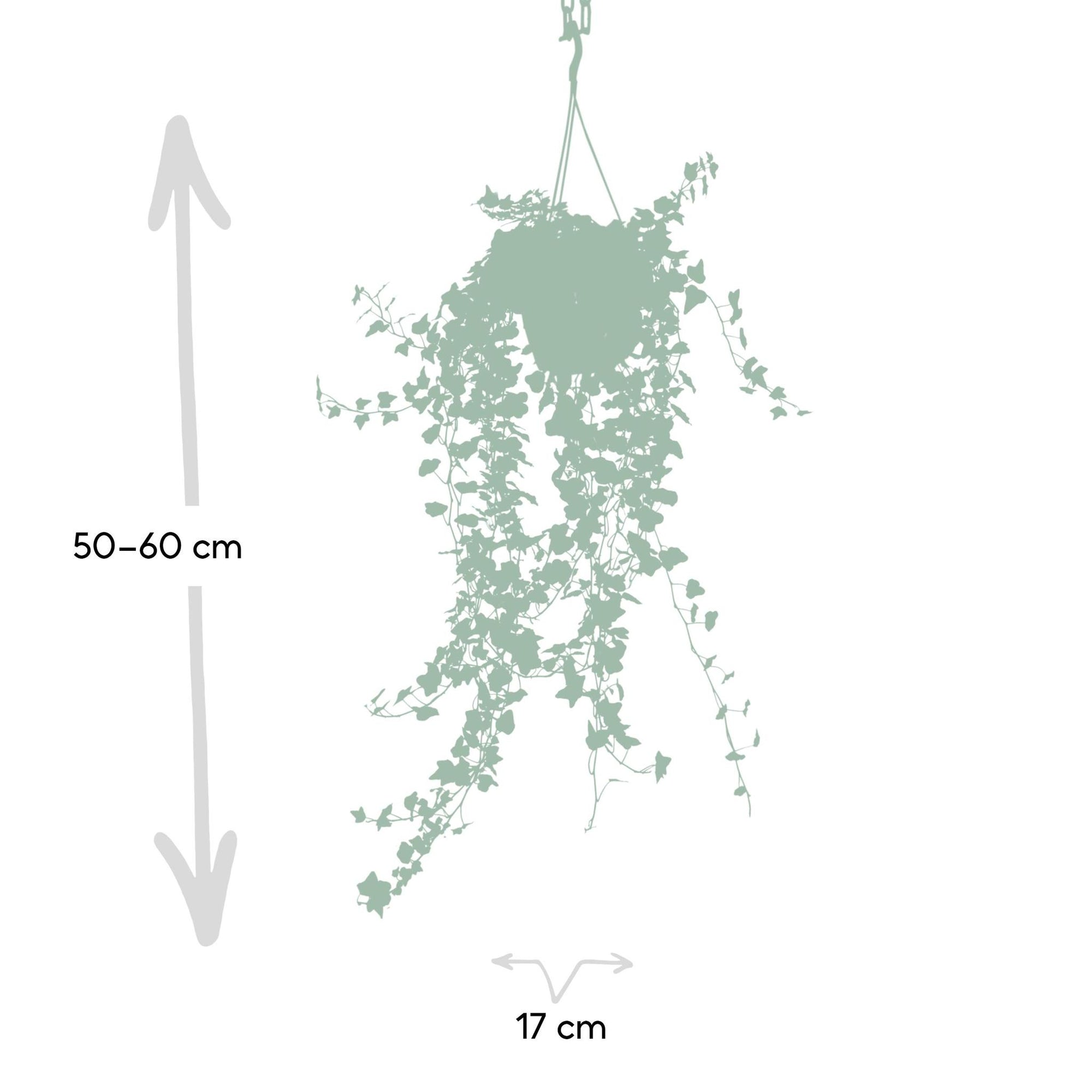 Hedera Wonder Green Hang - Klimop - 70cm - Ø17