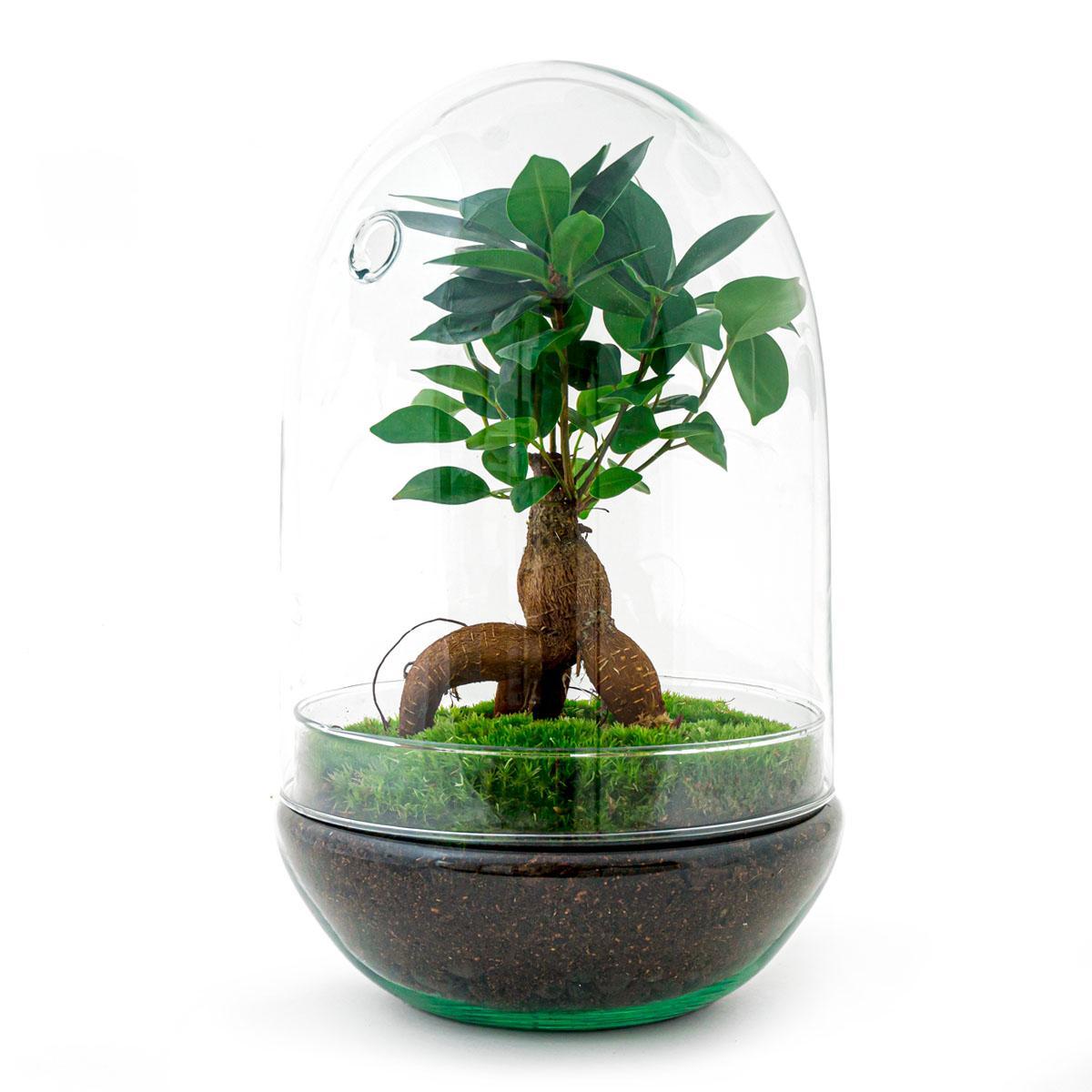 DIY terrarium - Egg XL Bonsai - ↑ 30 cm