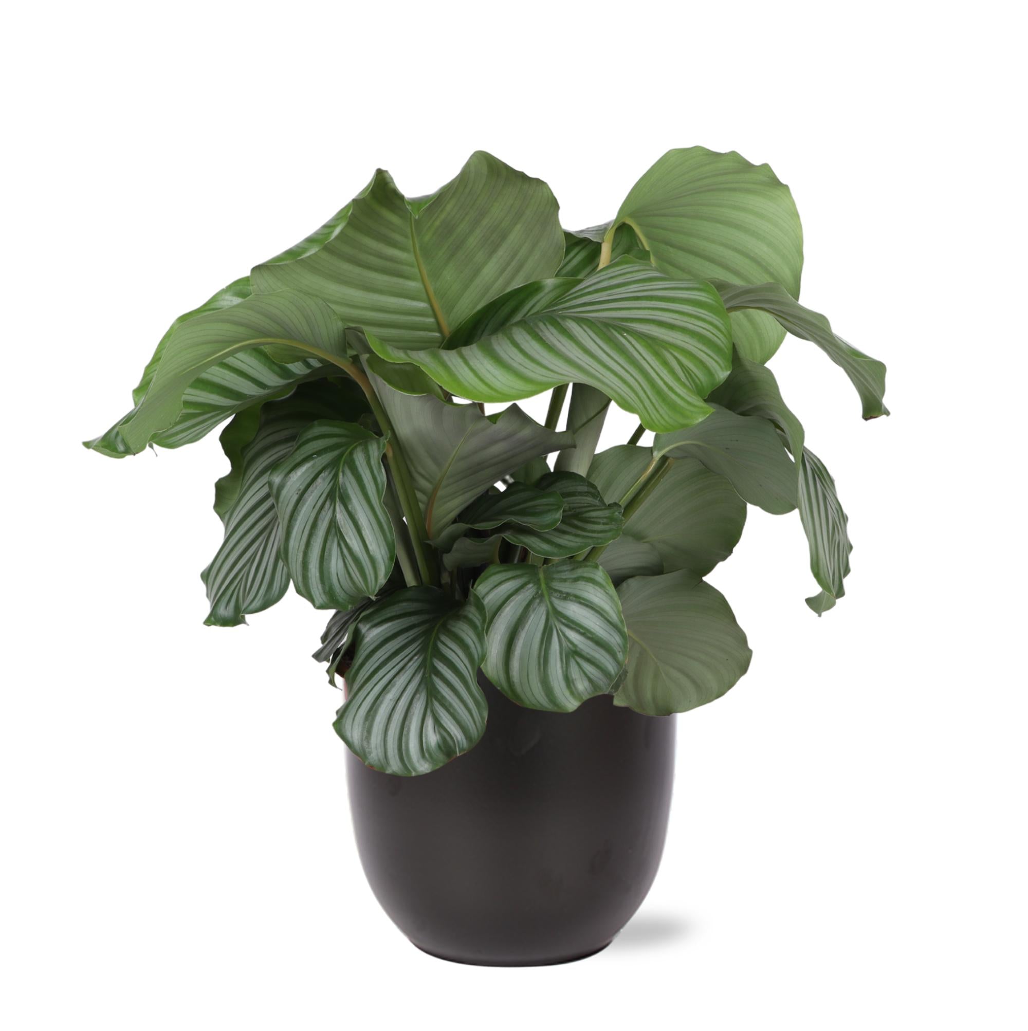 Calathea Orbifolia Ø21cm - ↕70cm in BOULE antraciet pot