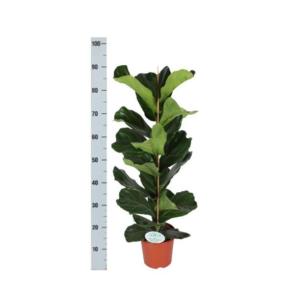 Ficus Lyrata - Ø21cm - ↕90cm in Vibes BLUE pot