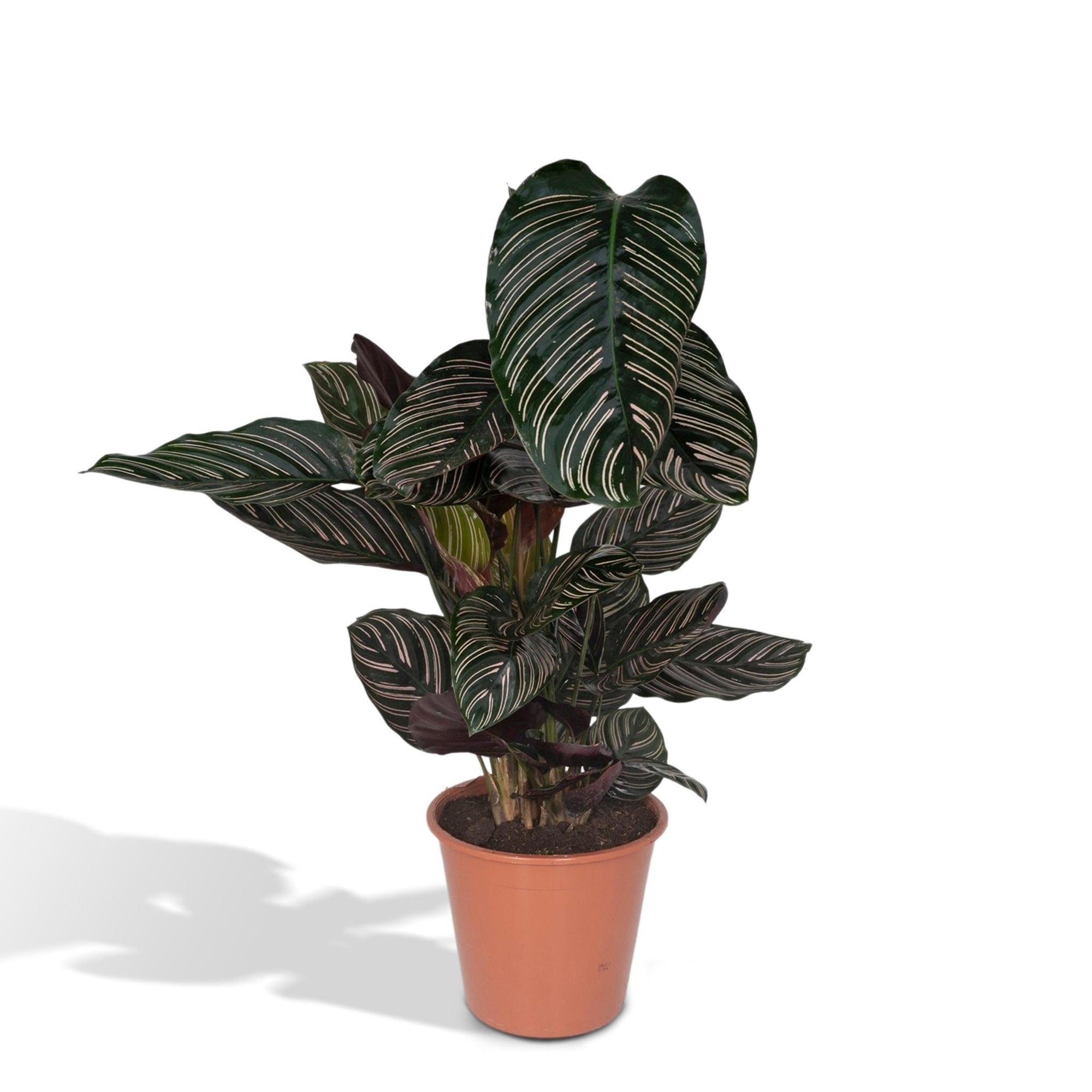 Calathea Ornata - Pauwenplant - 75cm - Ø19