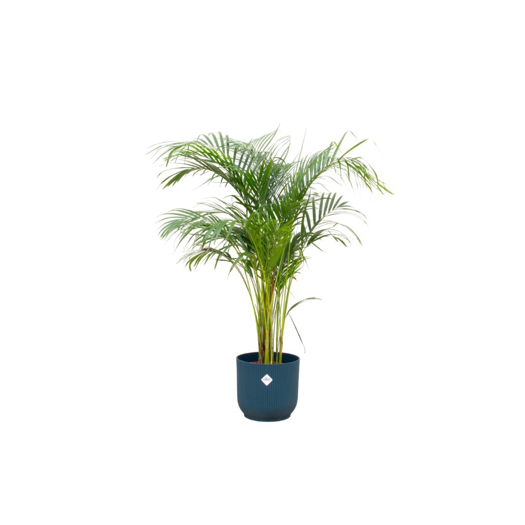 Combi deal - Areca palm inclusief elho Vibes Fold Round blauw Ø30 - 140 cm