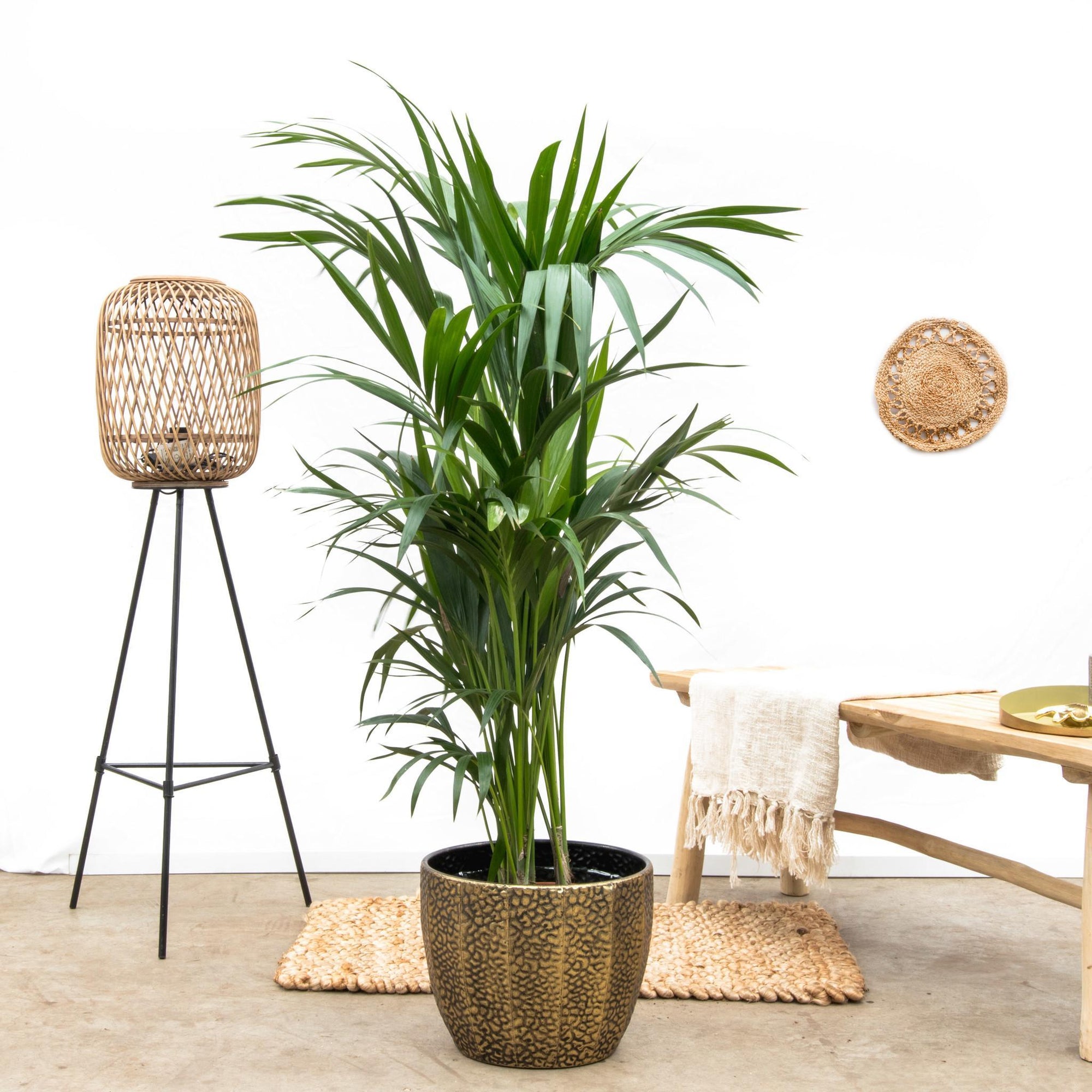 Kentia palm - 160cm - Ø24