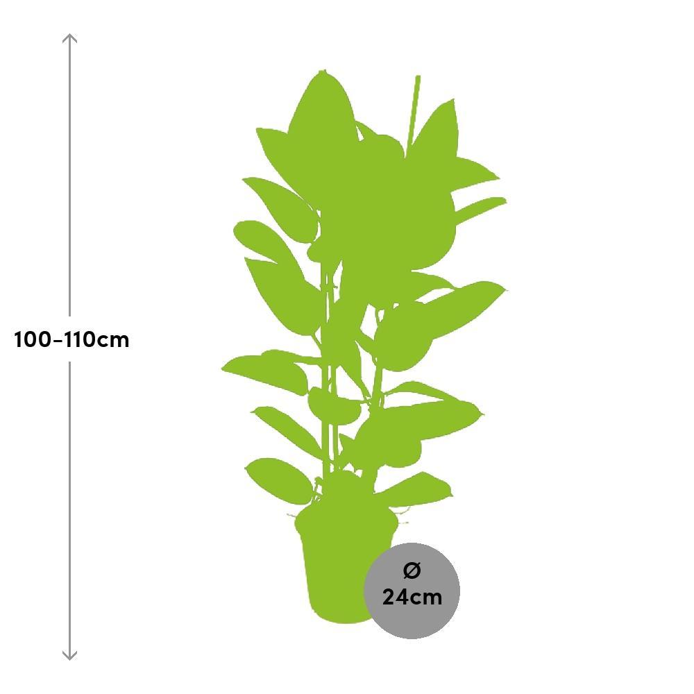 Ø24cm - ↕110cm