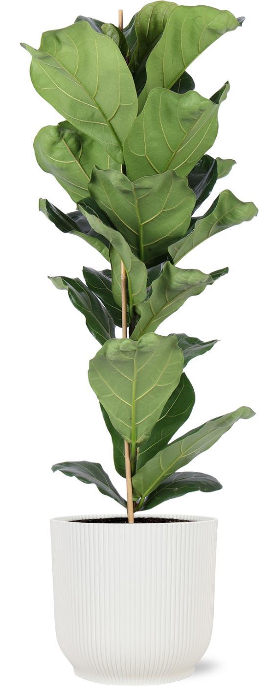 Ficus Lyrata - Ø21cm - ↕90cm in Vibes WIT pot