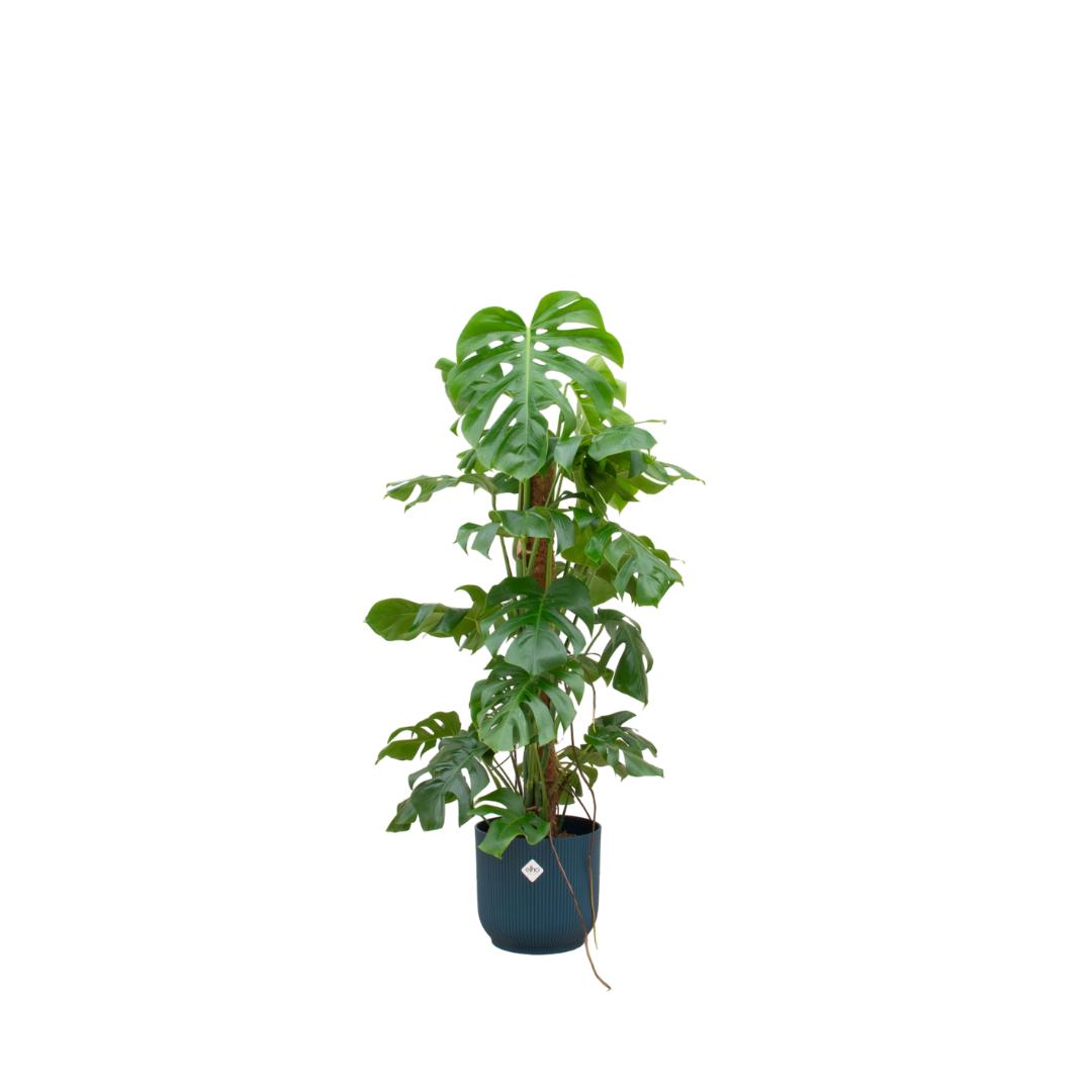 Combi deal - Monstera Pertusum XL inclusief elho Vibes Fold Round Ø30 blauw - 120 cm