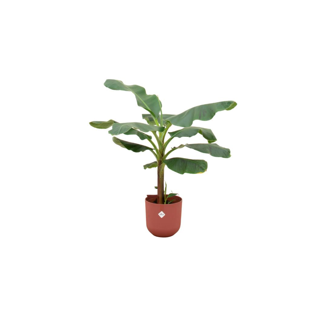 Combi deal - Bananenplant (Musa) inclusief elho Jazz Round rood Ø23 - 120 cm
