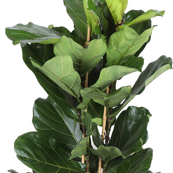 Ficus Lyrata Ø27cm ↕140cm in Boule OLIJF pot