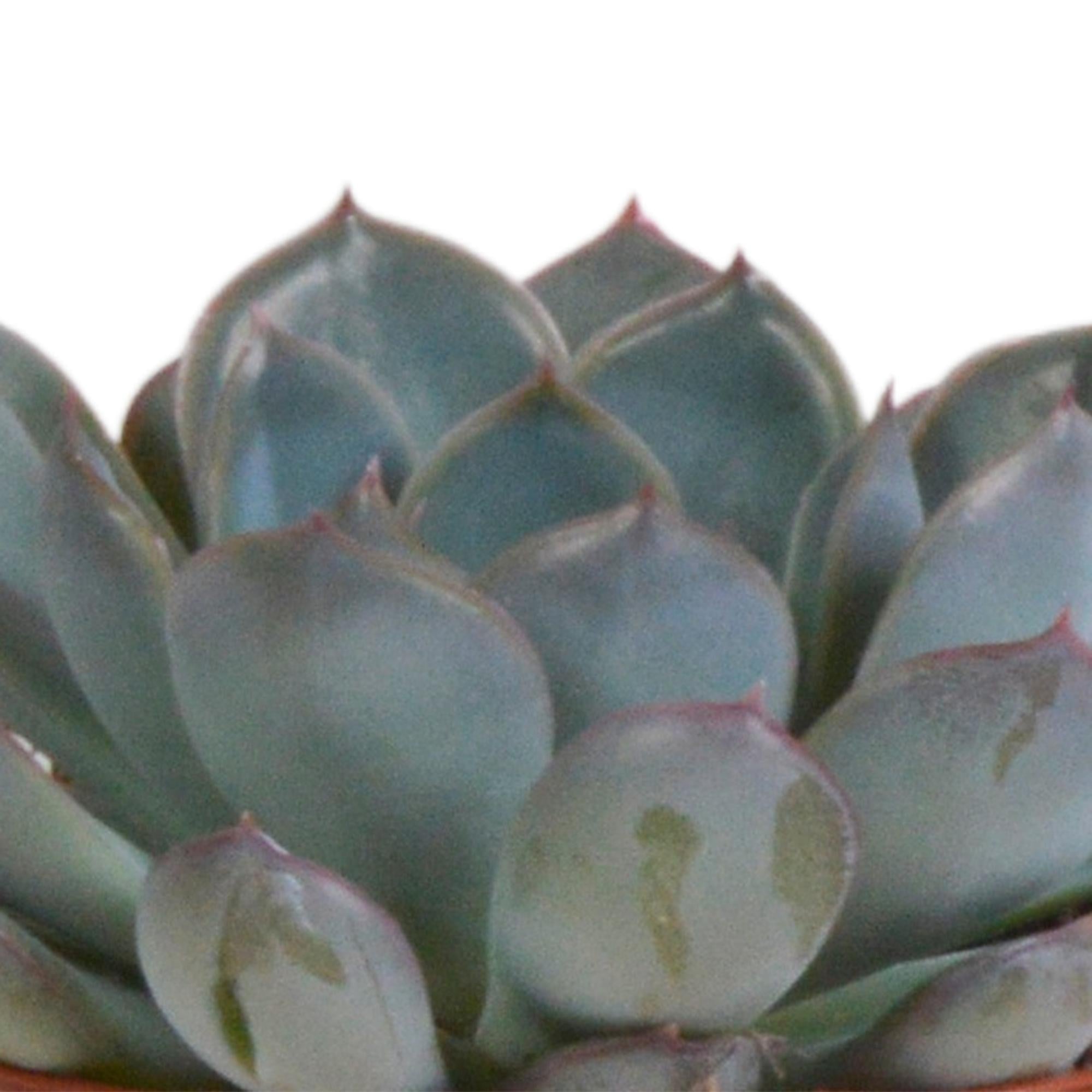 Echeveria mix 8.5 cm in terracotta pot | 3 stuks