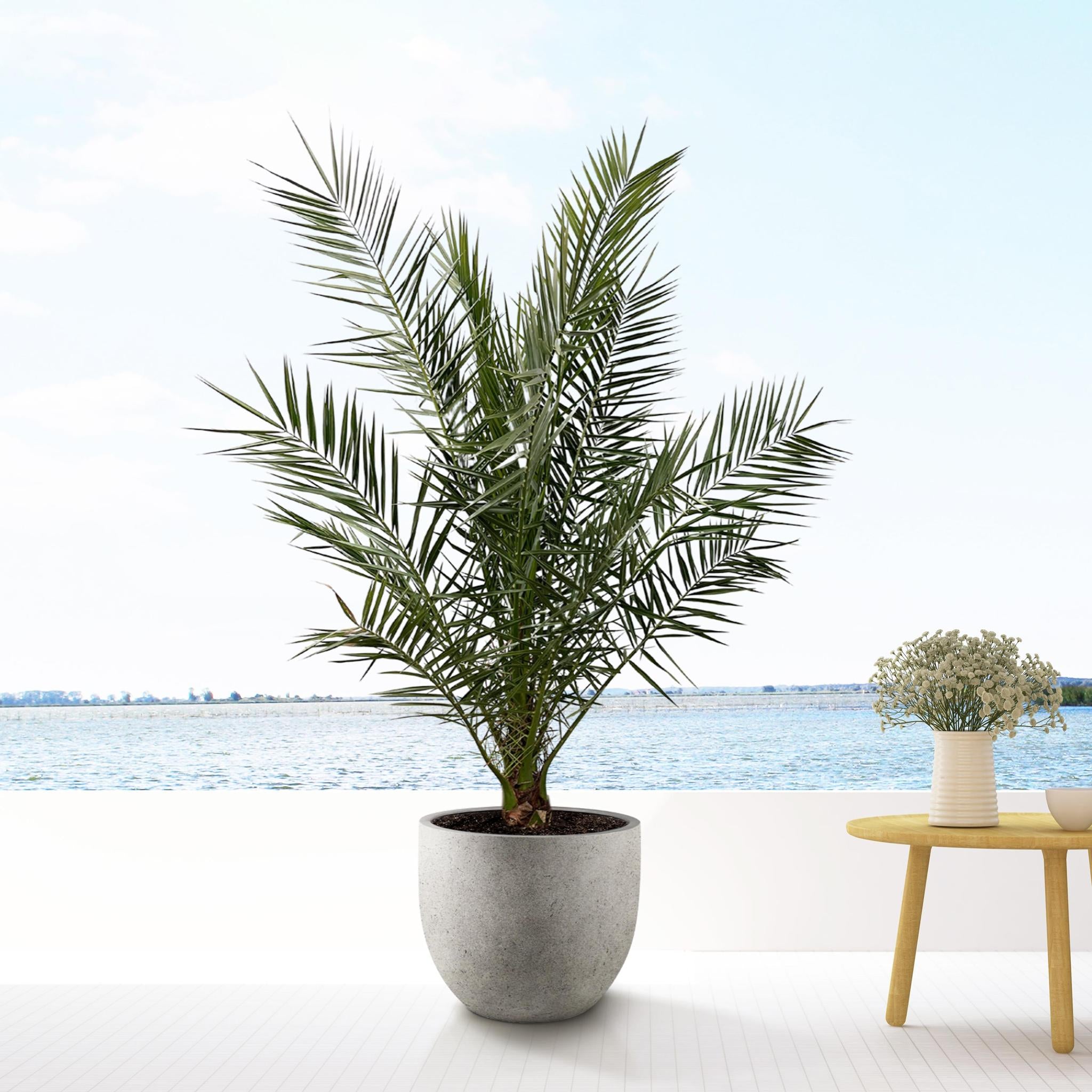 Phoenix Canariensis - 180cm- Ø25