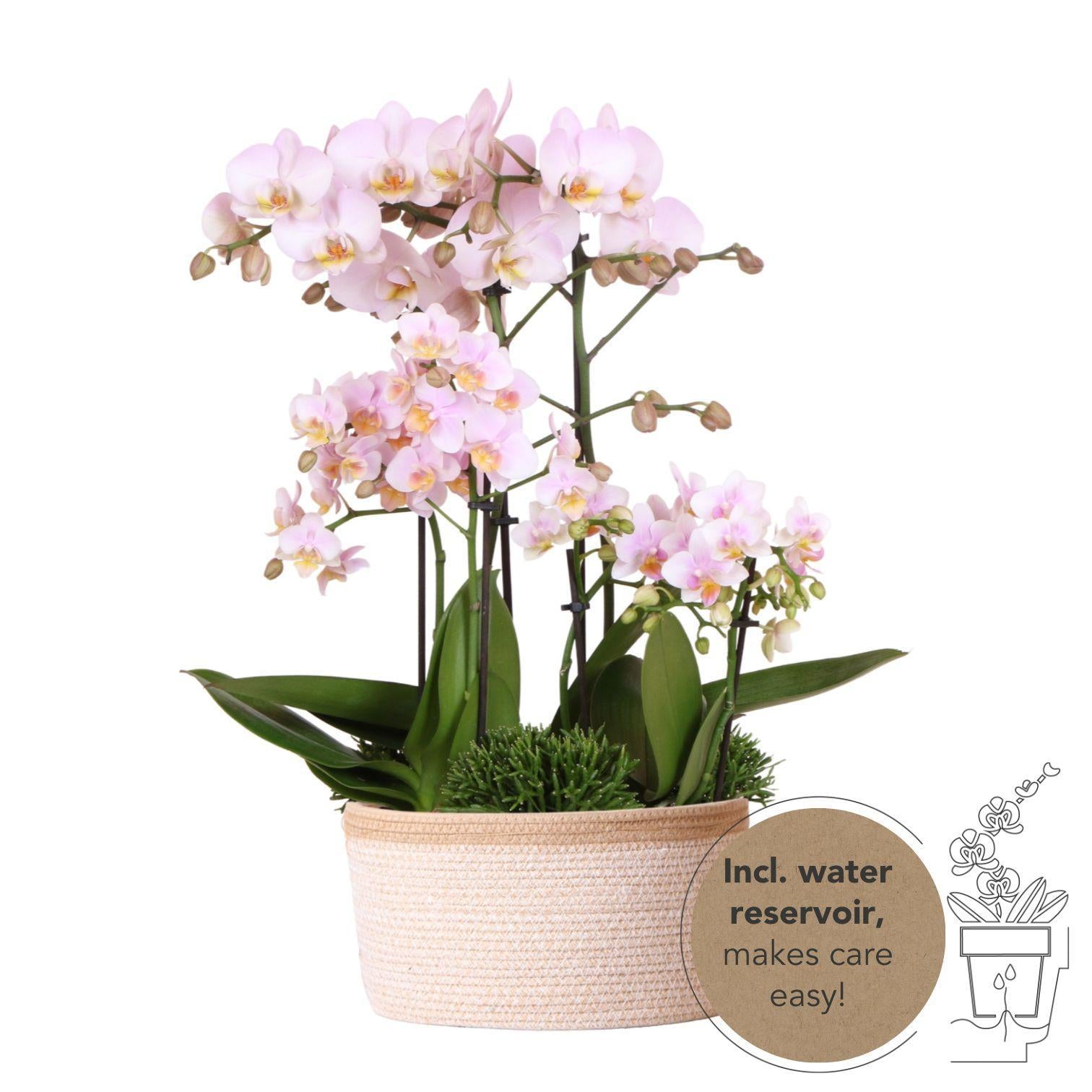 Kolibri Orchids | roze plantenset in Cotton Basket incl. waterreservoir | drie roze orchideeën en drie groene planten Rhipsalis | Field Bouquet roze met zelfvoorzienend waterreservoir