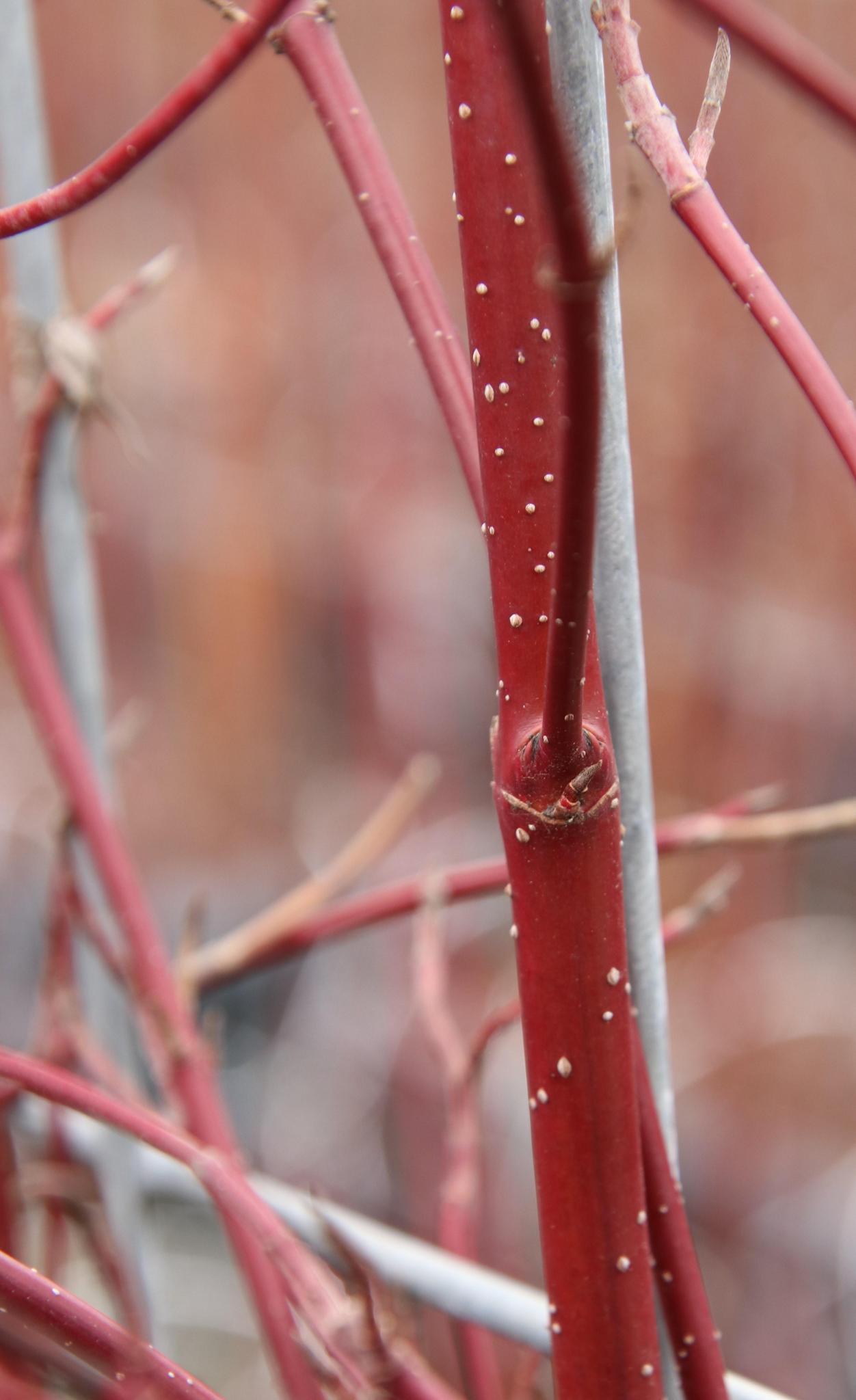 Cornus alba 'Elegantissima' - ↨180cm - 1 stuks