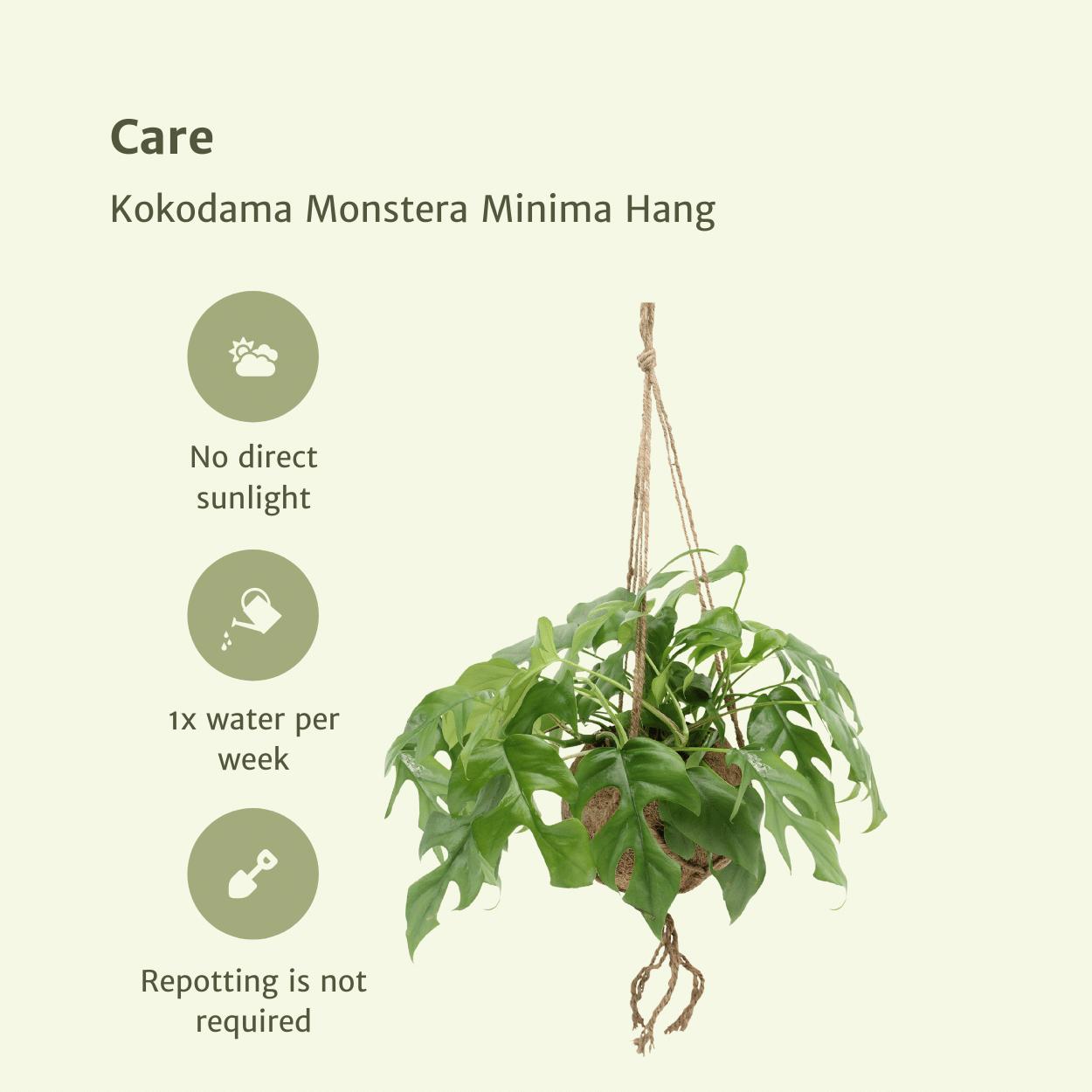 2x Kokodama Monstera Minima Hang - Gatenplant - 25cm - ø15